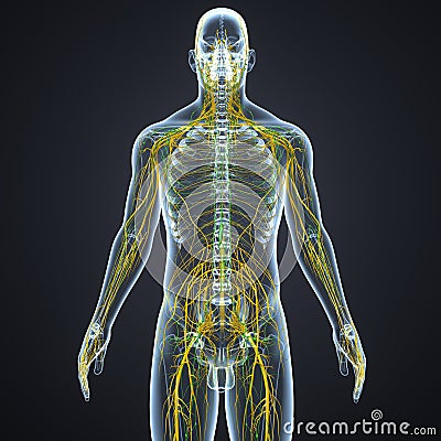 Nerves and Lymph nodes with Skeleton Body Stock Photo